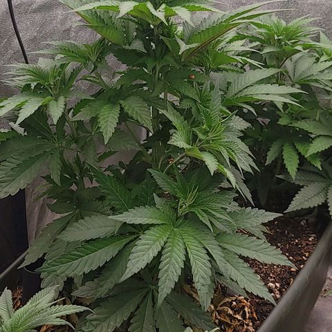 Super yahmba growlog timeline photo