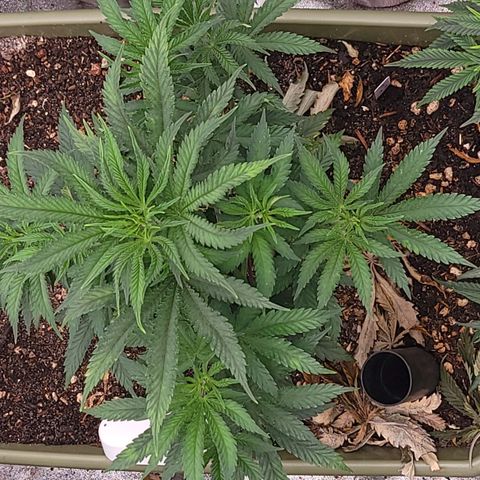 Yoda soda  growlog timeline photo