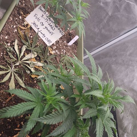 Yoda soda  growlog timeline photo