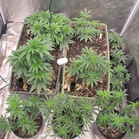 Yoda soda  growlog timeline photo
