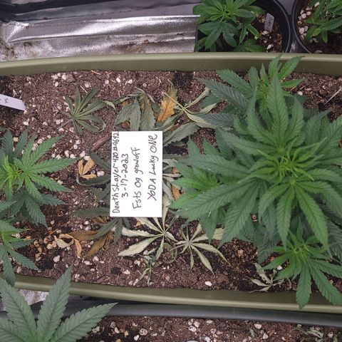 Yoda soda  growlog timeline photo