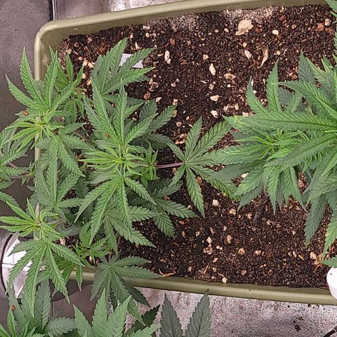 Yoda soda  growlog timeline photo