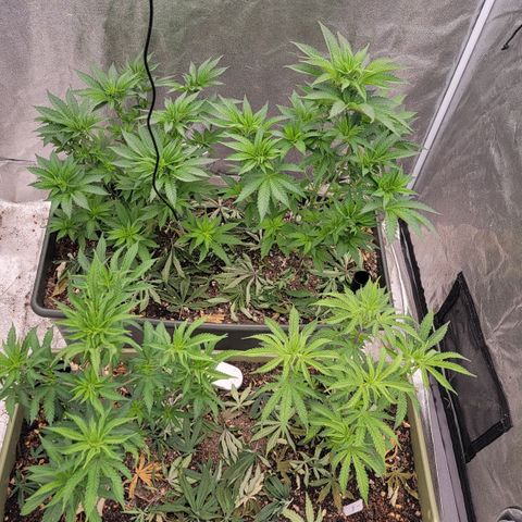 Super yahmba growlog timeline photo