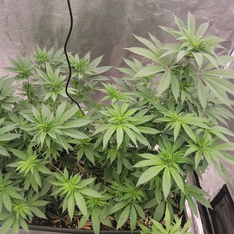 Super yahmba growlog timeline photo