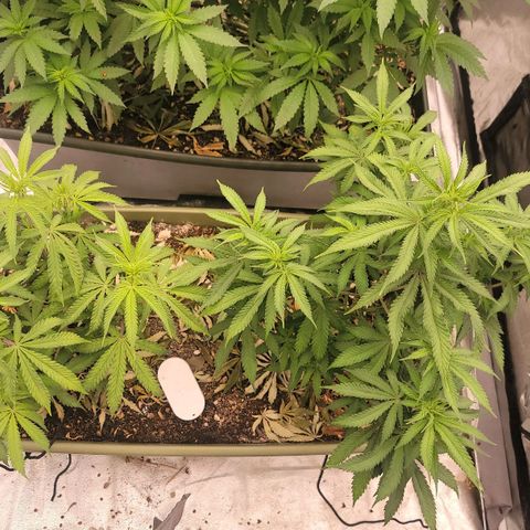 Yoda soda  growlog timeline photo