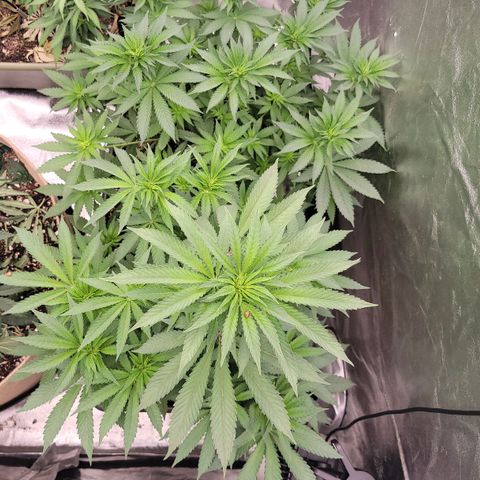Super yahmba growlog timeline photo
