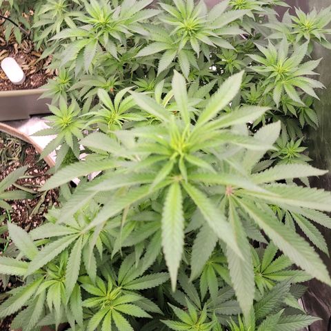 Super yahmba growlog timeline photo