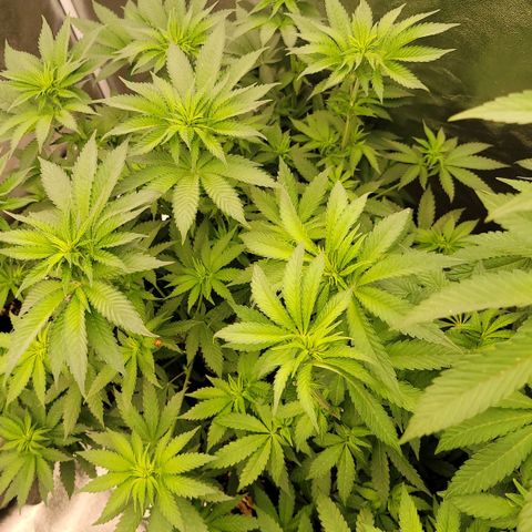 Super yahmba growlog timeline photo