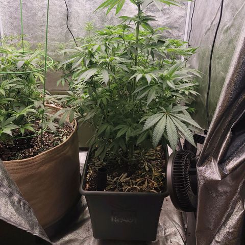 Super yahmba growlog timeline photo