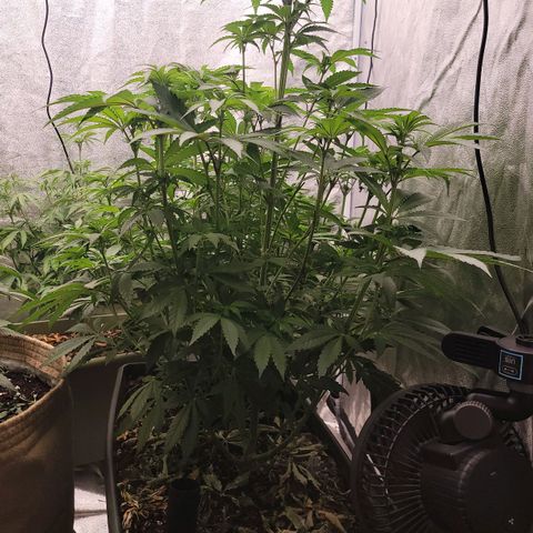 Super yahmba growlog timeline photo