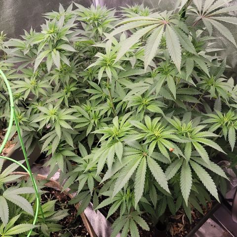 Super yahmba growlog timeline photo