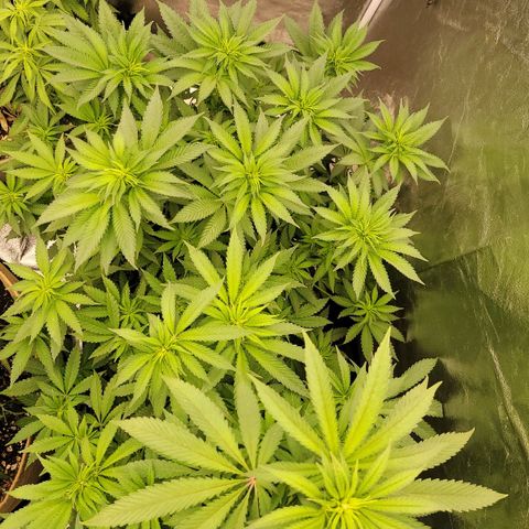Super yahmba growlog timeline photo