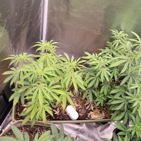 Yoda soda  growlog timeline photo