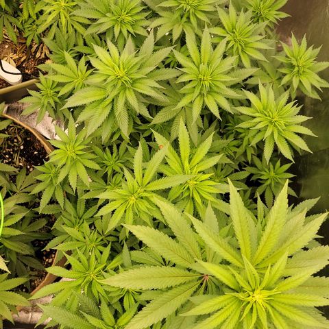 Super yahmba growlog timeline photo