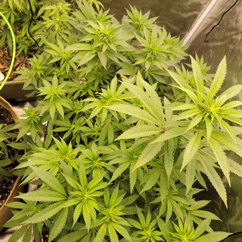 Super yahmba growlog timeline photo