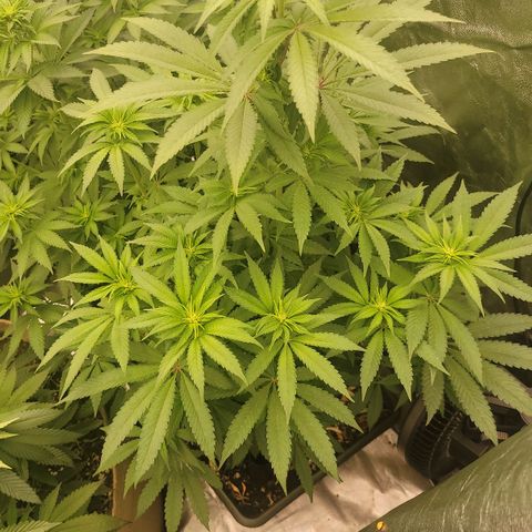 Super yahmba growlog timeline photo