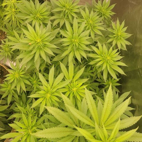Super yahmba growlog timeline photo