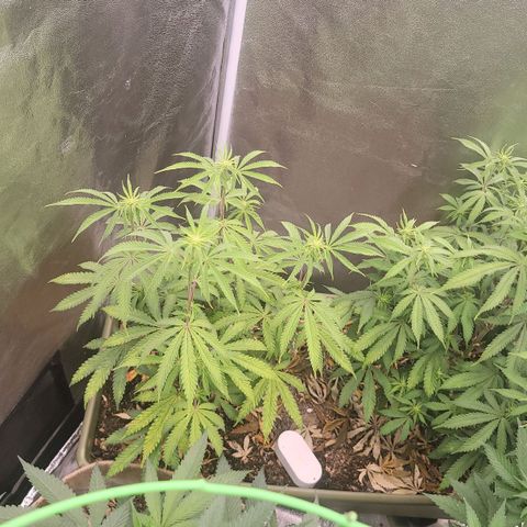 Yoda soda  growlog timeline photo