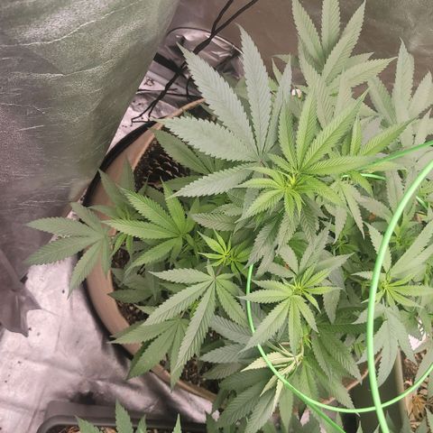 La og kush growlog timeline photo