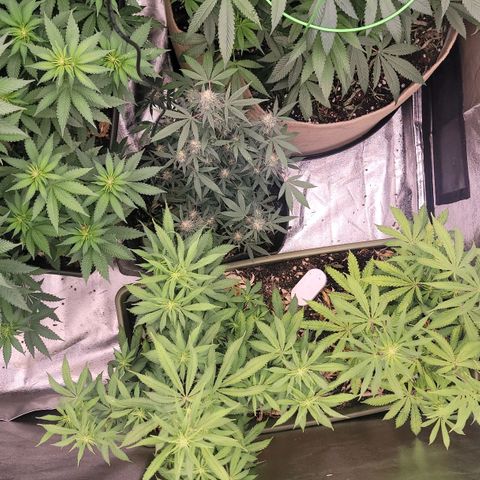 Yoda soda  growlog timeline photo