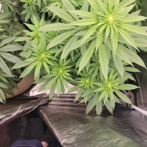 Super yahmba growlog timeline photo