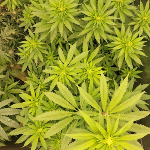 Super yahmba growlog timeline photo