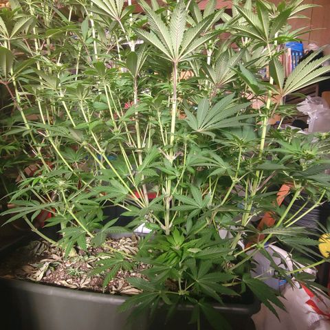 Super yahmba growlog timeline photo
