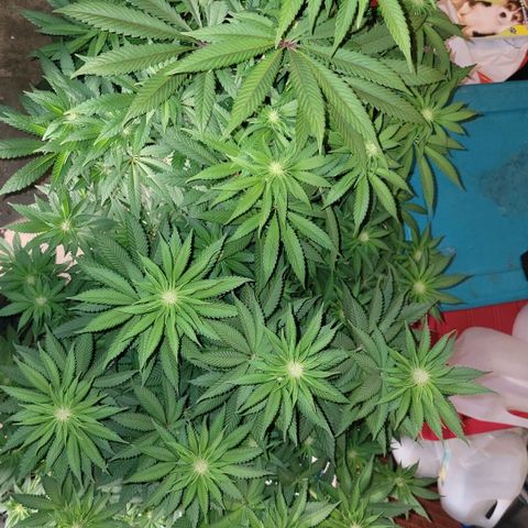 Super yahmba growlog timeline photo