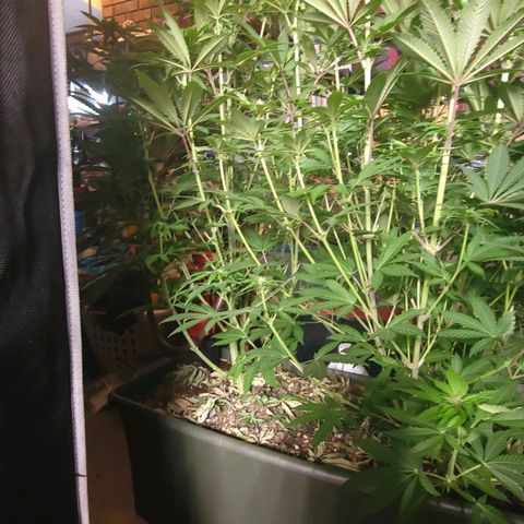 Super yahmba growlog timeline photo
