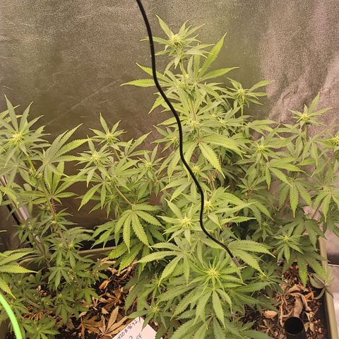 Yoda soda  growlog timeline photo