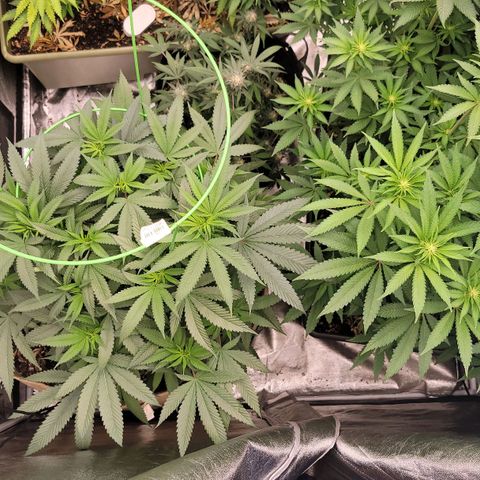 La og kush growlog timeline photo