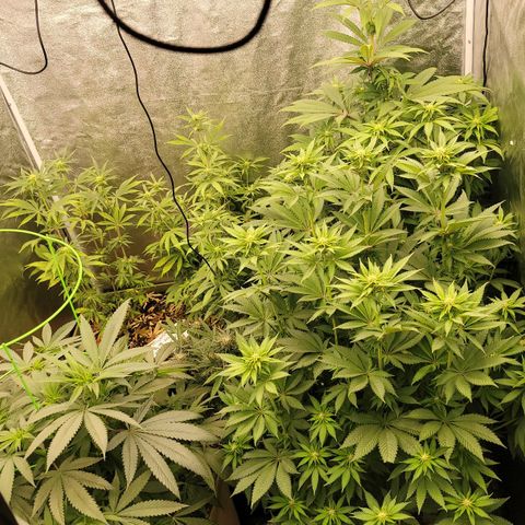 La og kush growlog timeline photo