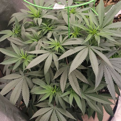 La og kush growlog timeline photo