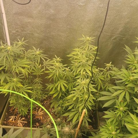Yoda soda  growlog timeline photo