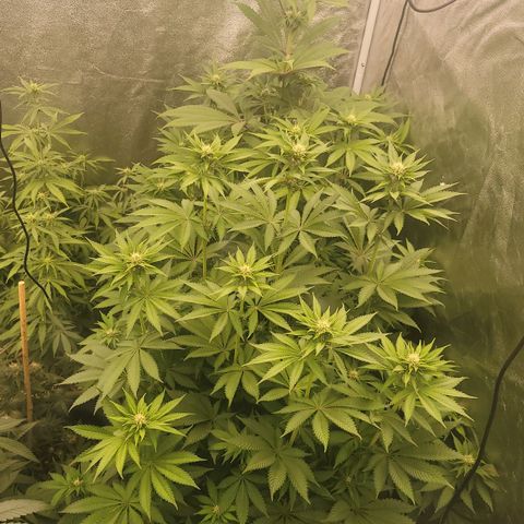 Super yahmba growlog timeline photo