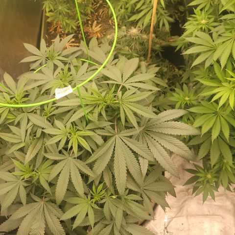 La og kush growlog timeline photo
