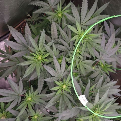 La og kush growlog timeline photo