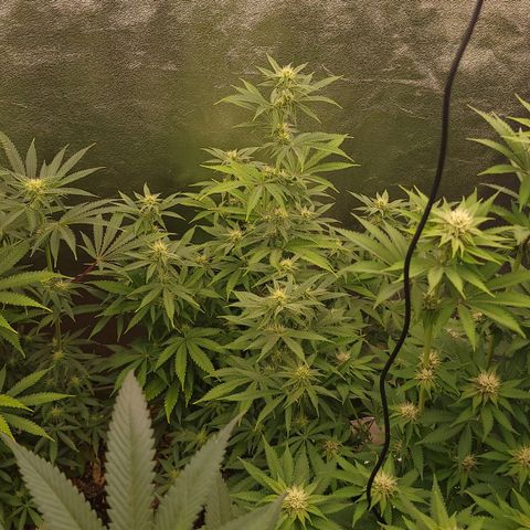 Yoda soda  growlog timeline photo