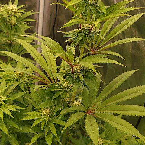 Super yahmba growlog timeline photo