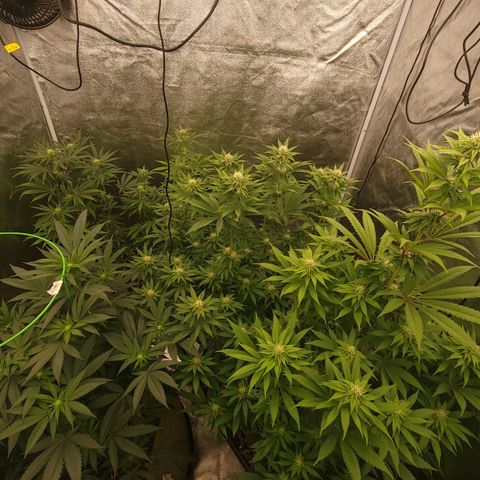 Super yahmba growlog timeline photo