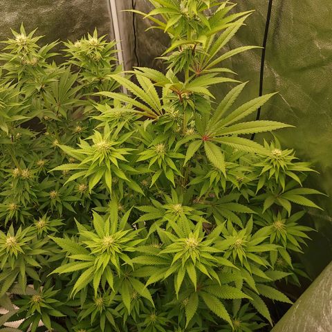 Super yahmba growlog timeline photo