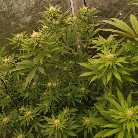Super yahmba growlog timeline photo