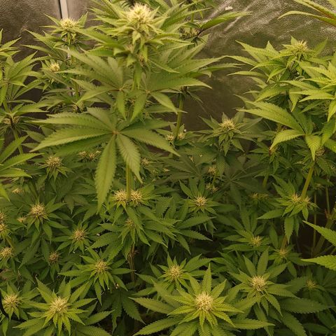 Super yahmba growlog timeline photo
