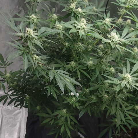 Gorilla fucks  growlog timeline photo