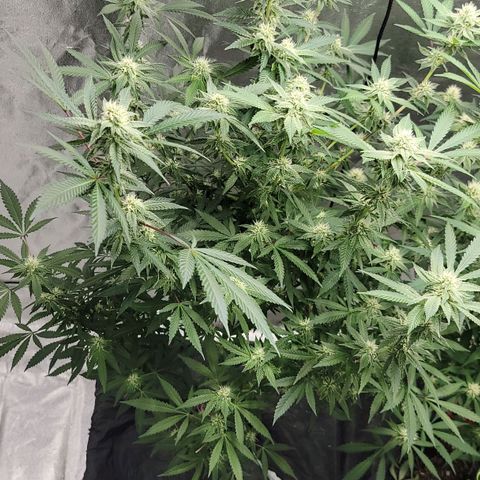 Gorilla fucks  growlog timeline photo