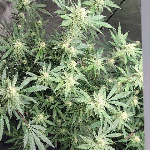Gorilla fucks  growlog timeline photo