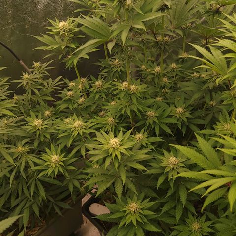 Super yahmba growlog timeline photo