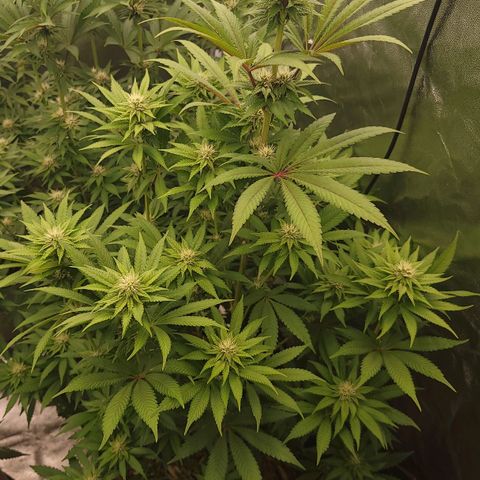 Super yahmba growlog timeline photo