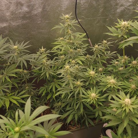 Super yahmba growlog timeline photo