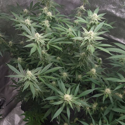 Gorilla fucks  growlog timeline photo